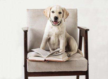 Dog-friendly Улучшенный