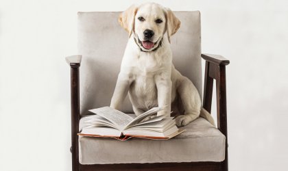 Dog-friendly Улучшенный